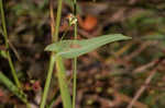 Arrowleaf tearthumb